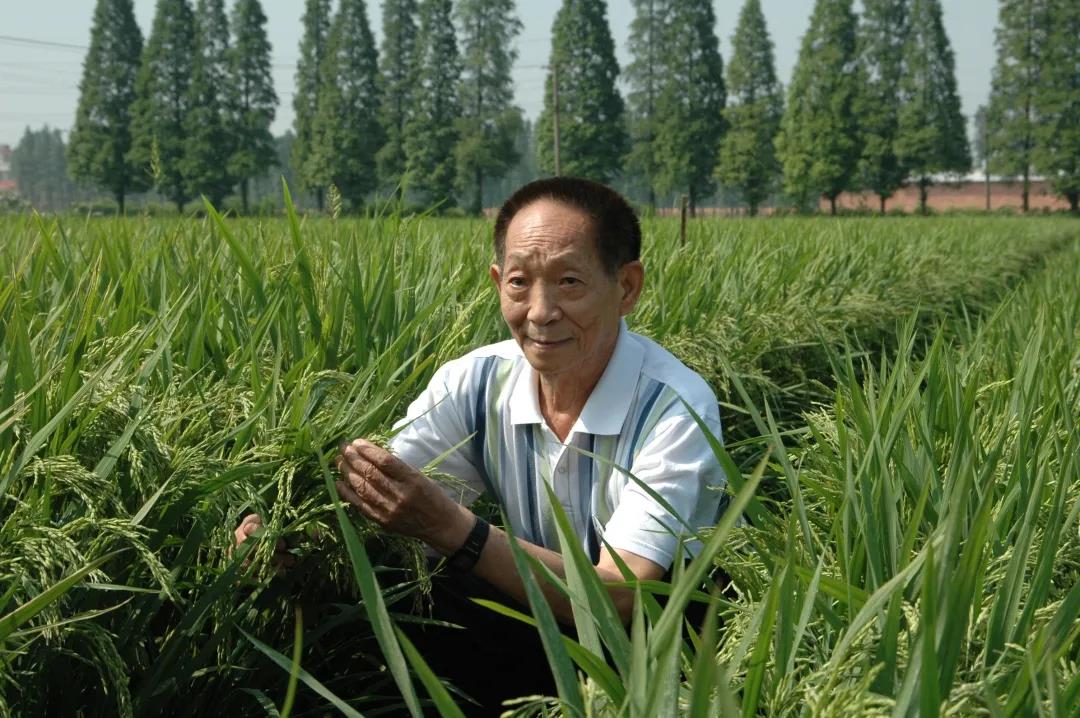 55年前，袁隆平這個"叛逆"結論，跨過"禁區(qū)"